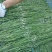邳州优质贡菜大量上市中，质量好，价格低！价格低！