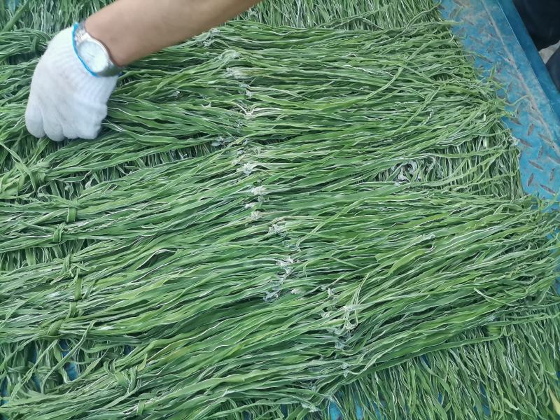 邳州优质贡菜大量上市中，质量好，价格低！价格低！