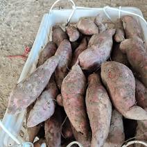 【精选】西瓜红红薯产地一手货源直发价格欢迎来电咨询