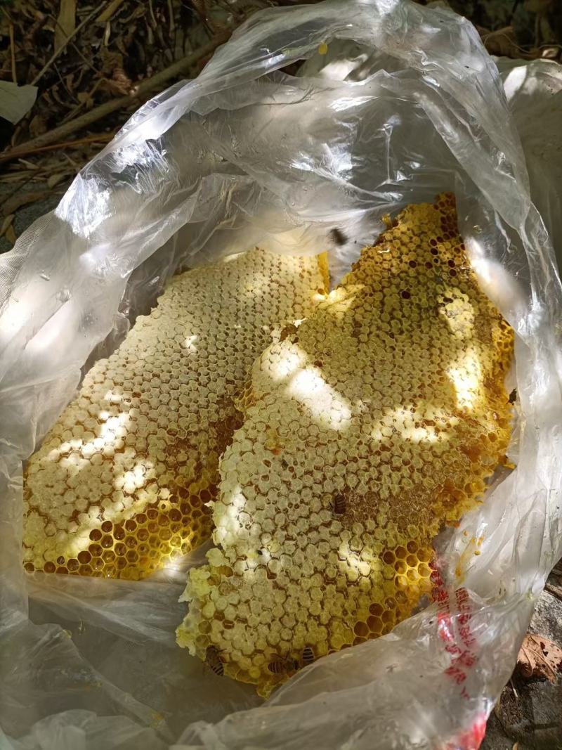 广西野生蜂蜜，现场采摘一手货源【有好货】【质量保证】