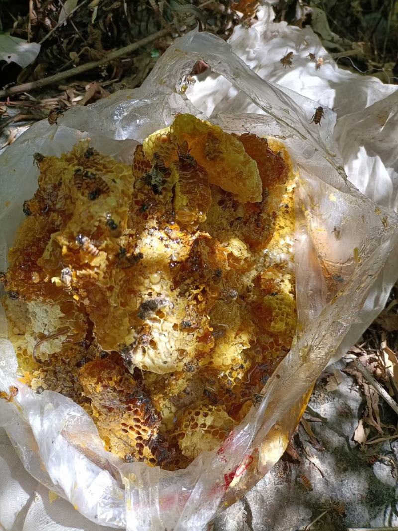 广西野生蜂蜜，现场采摘一手货源【有好货】【质量保证】
