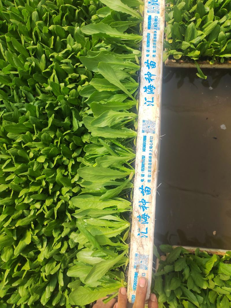油麦菜苗