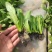 油麦菜苗