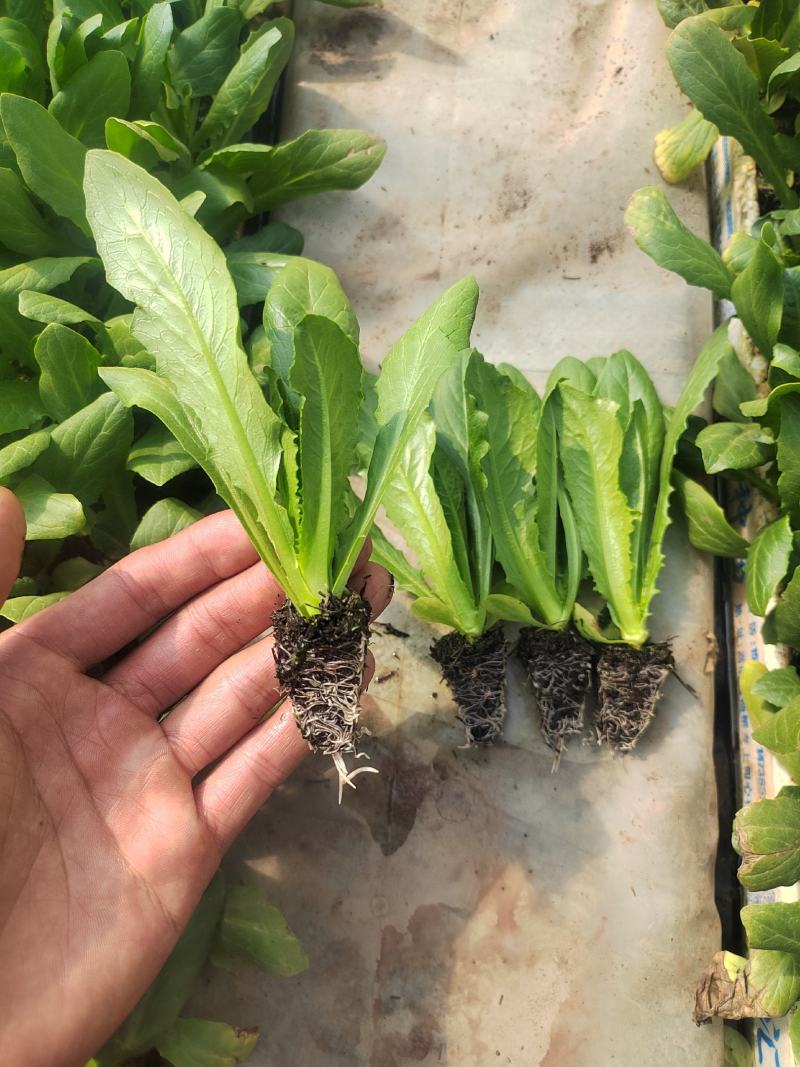油麦菜苗
