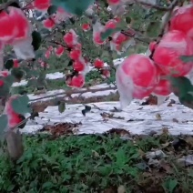 中条山高原红富士苹果，条纹红，片红**采摘期已到。