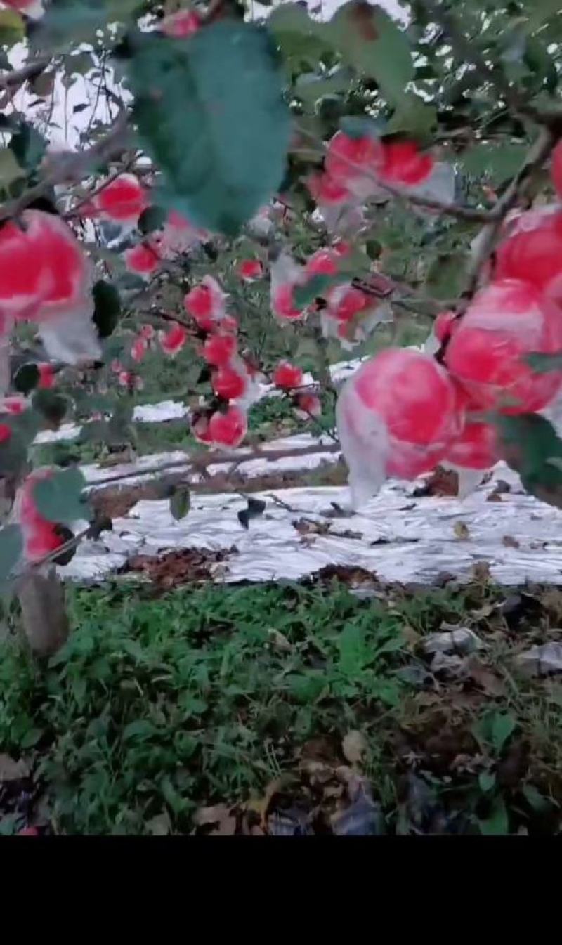 中条山高原红富士苹果，条纹红，片红**采摘期已到。