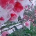中条山高原红富士苹果，条纹红，片红**采摘期已到。