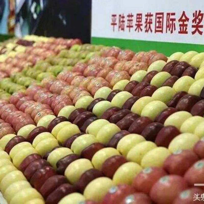 中条山高原红富士苹果，条纹红，片红**采摘期已到。