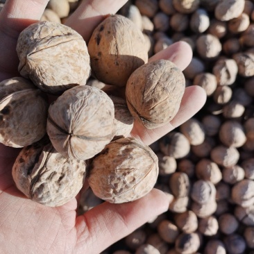 厚皮核桃幸福核桃