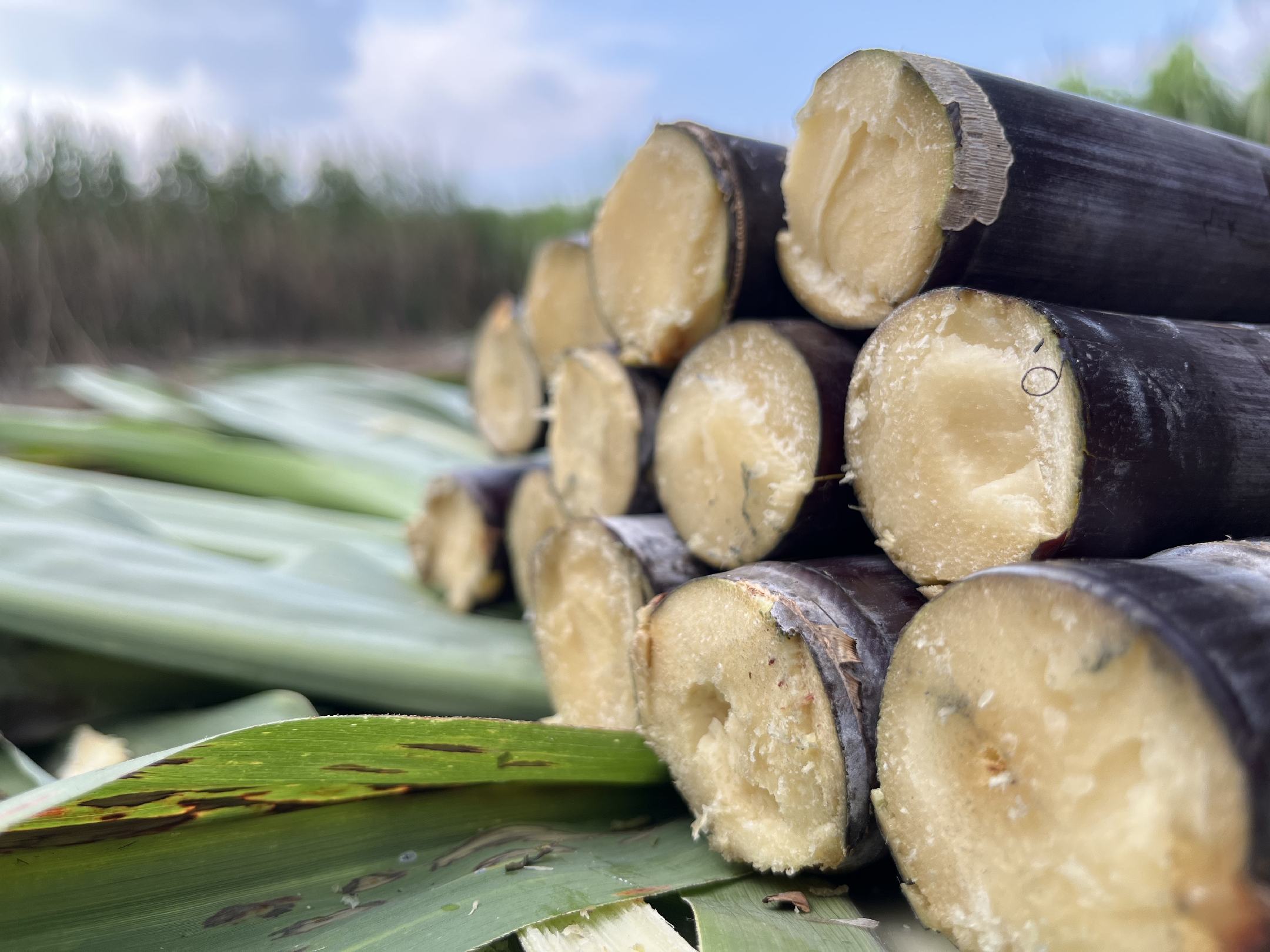 一根甘蔗大概多少斤？揭秘甘蔗的重量、营养与健康价值- 一亩田