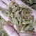 新疆绿香妃葡萄干