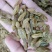 新疆绿香妃葡萄干