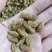 新疆葡萄干