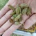 新疆葡萄干