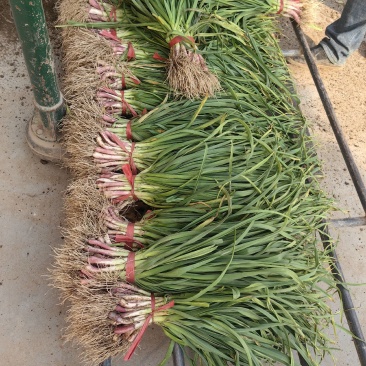 兴平红痕蒜苗大量上市，货源充足。