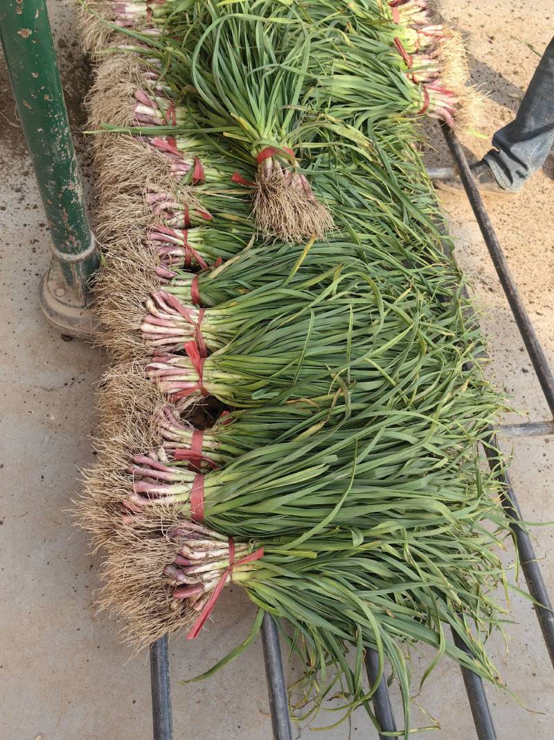 兴平红痕蒜苗大量上市，货源充足。