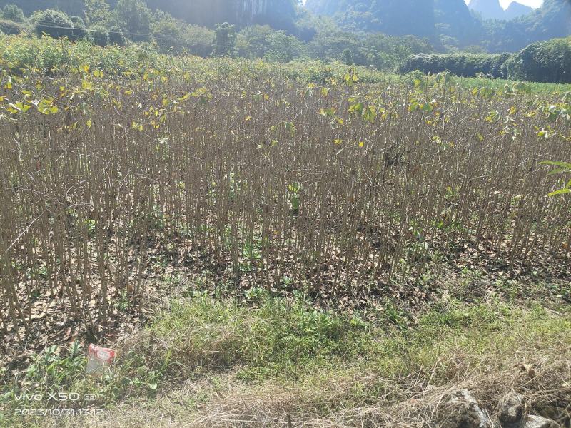 银杏树苗，银杏树小苗，银杏苗批发零售。100棵包邮