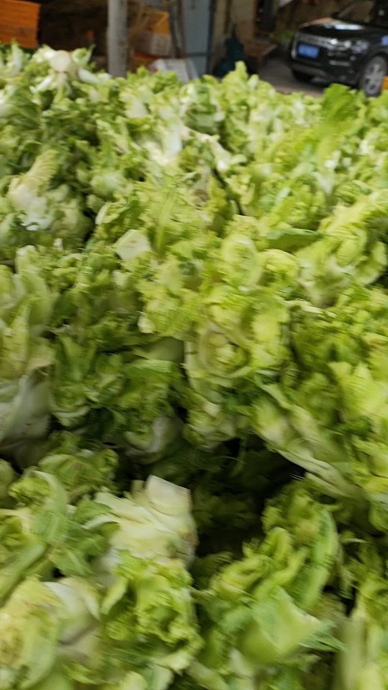 青皮棒菜大量上市
