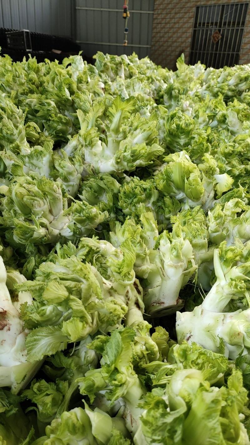 青皮棒菜大量上市