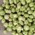 青皮棒菜大量上市