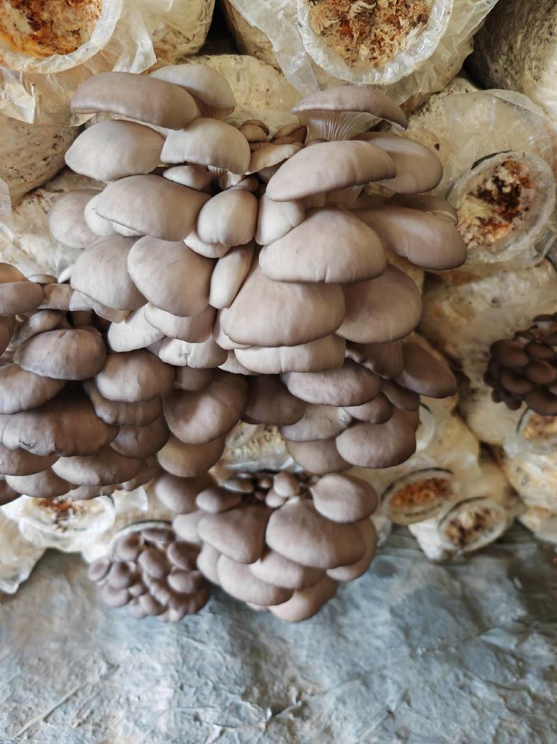 江苏省蘑菇平菇精品大量上市，价格优联，品质保证，代发代收