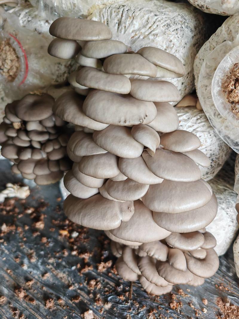 江苏省蘑菇平菇精品大量上市，价格优联，品质保证，代发代收