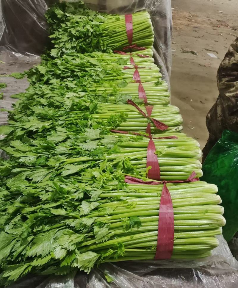 西芹山东芹菜法国皇后芹菜大棚种植芹菜代收代发全国