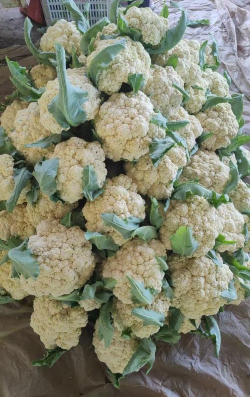 有机松花菜菜花白面青梗散花承接商超社团供货代收代发