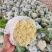 有机松花菜菜花白面青梗散花承接商超社团供货代收代发