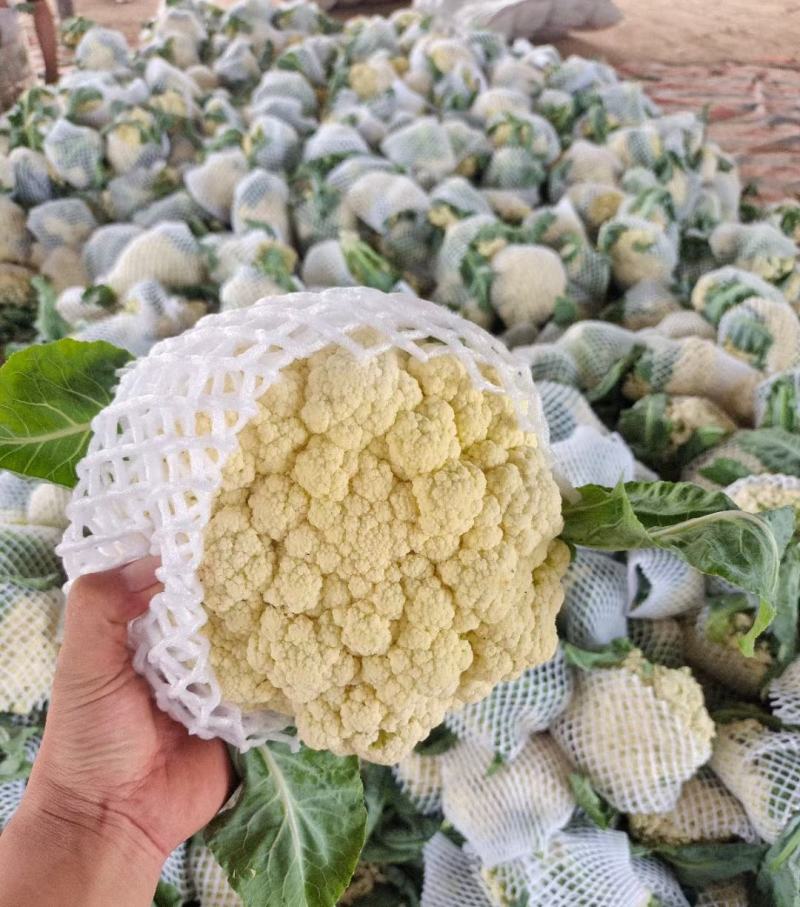 有机松花菜菜花白面青梗散花承接商超社团供货代收代发