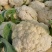 有机松花菜菜花白面青梗散花承接商超社团供货代收代发