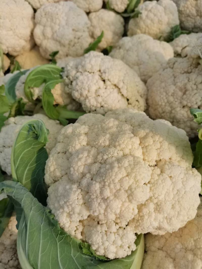 有机松花菜菜花白面青梗散花承接商超社团供货代收代发