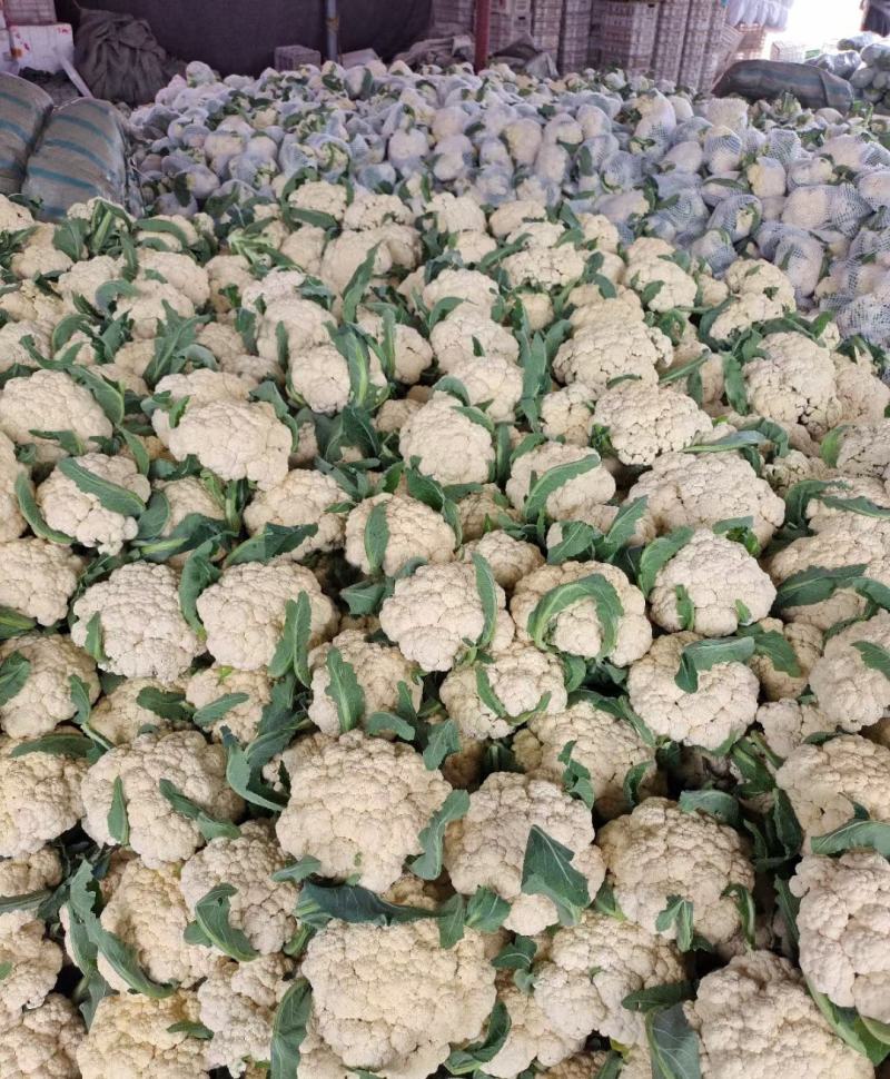 有机松花菜菜花白面青梗散花承接商超社团供货代收代发