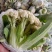 有机松花菜菜花白面青梗散花承接商超社团供货代收代发