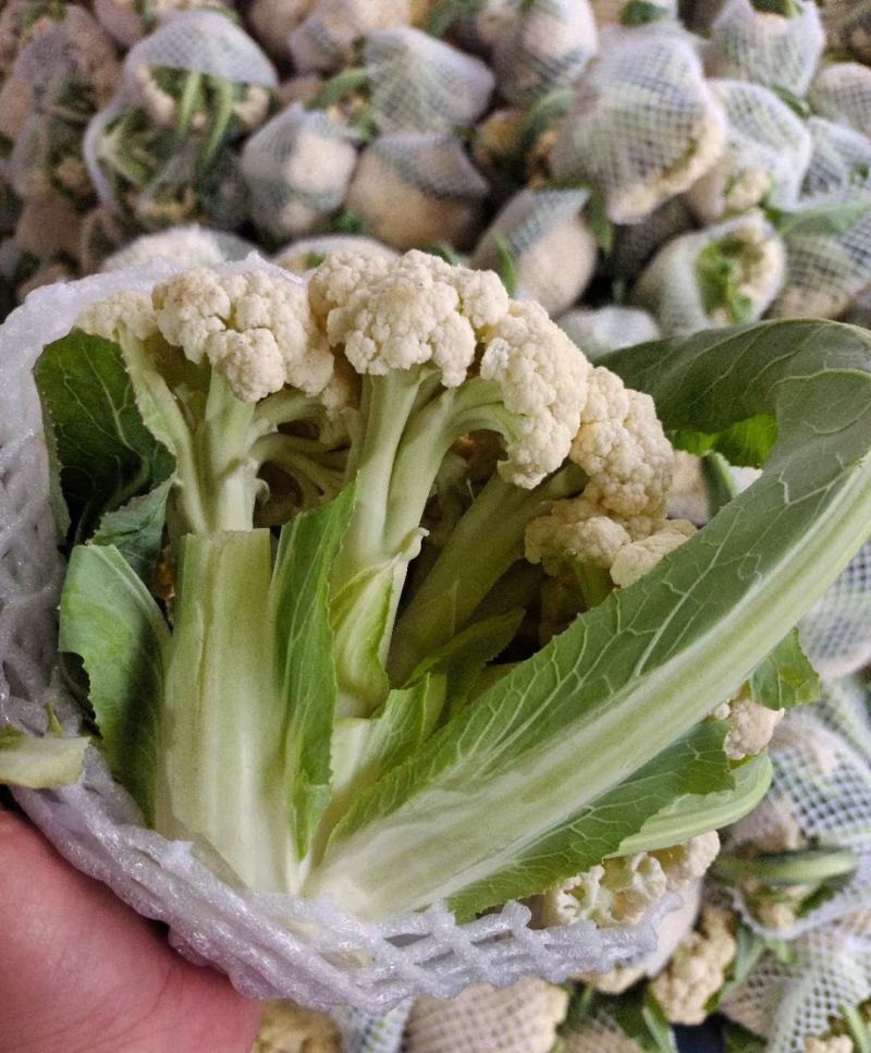 有机松花菜菜花白面青梗散花承接商超社团供货代收代发