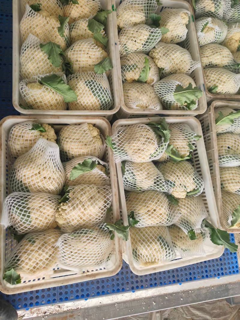 有机松花菜菜花白面青梗散花承接商超社团供货代收代发