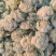 有机松花菜菜花白面青梗散花承接商超社团供货代收代发