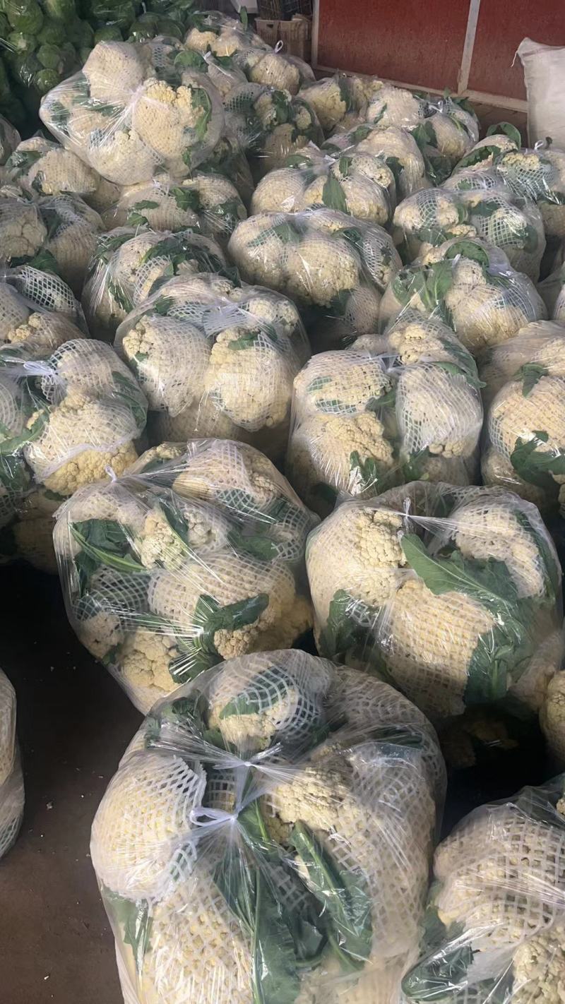 有机松花菜菜花白面青梗散花承接商超社团供货代收代发