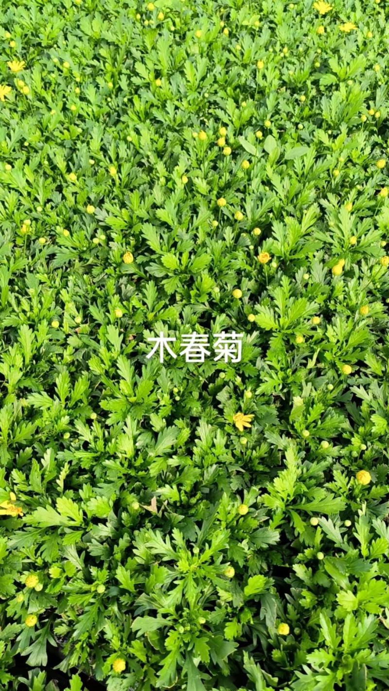 自家育苗基地瑪格麗特花種苗一手貨源批發(fā)全國發(fā)貨