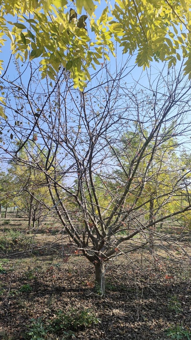 山东大叶垂丝海棠10-18公分原土发货基地直供现挖现发