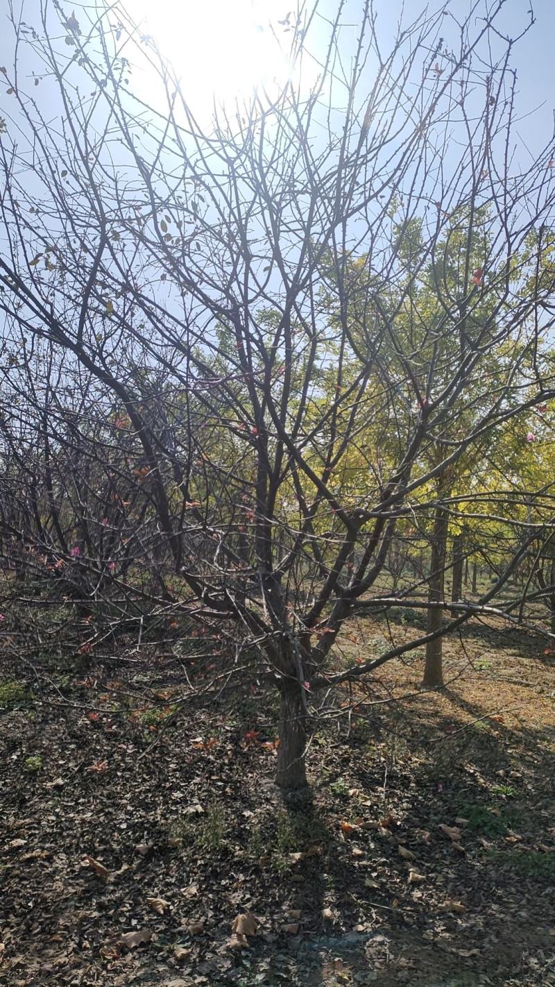 山东大叶垂丝海棠10-18公分原土发货基地直供现挖现发