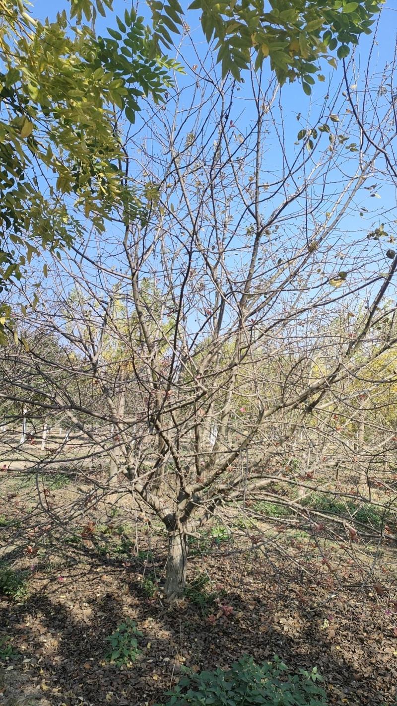 山东大叶垂丝海棠10-18公分原土发货基地直供现挖现发