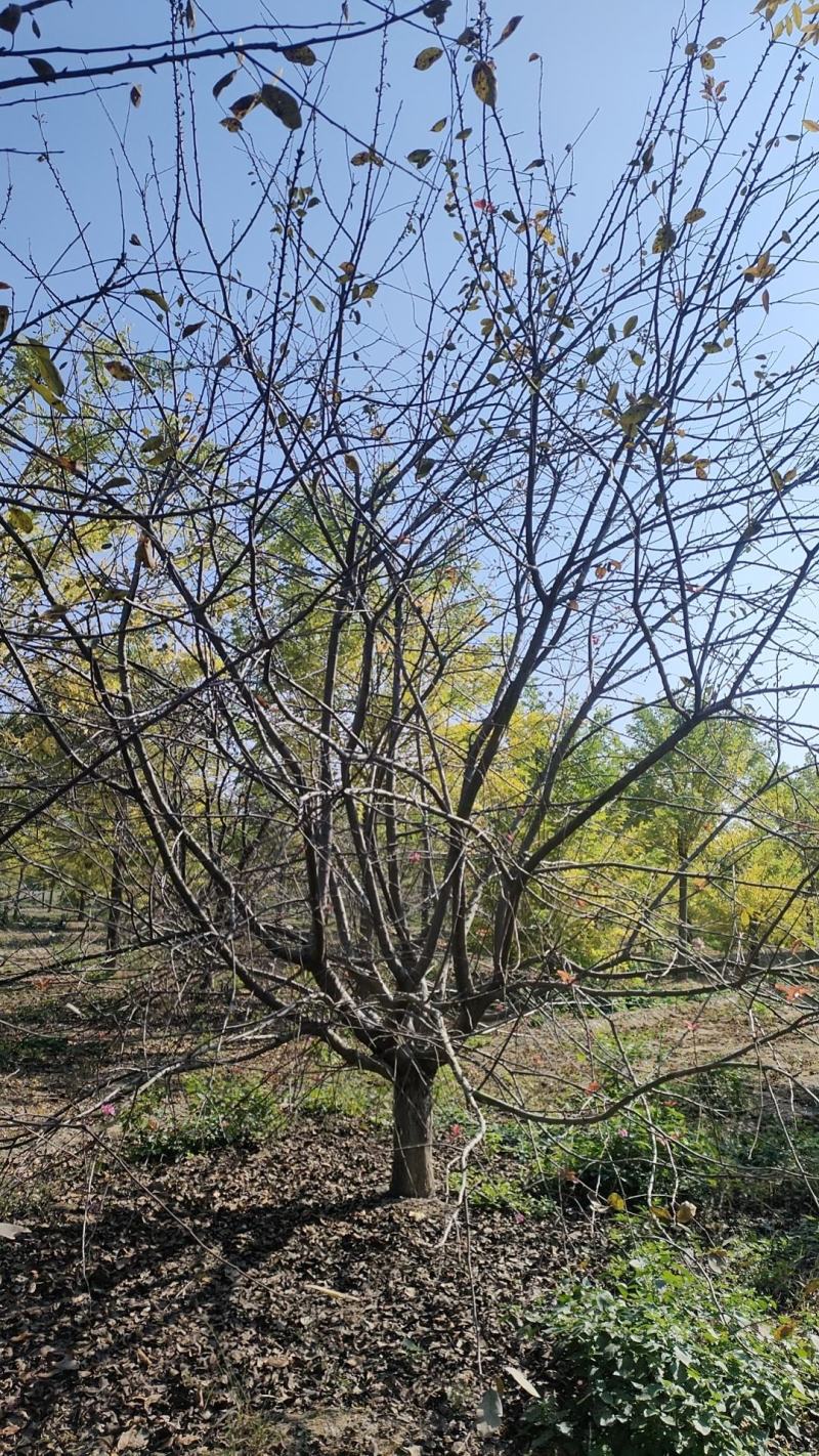 山东大叶垂丝海棠10-18公分原土发货基地直供现挖现发