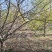 山东大叶垂丝海棠10-18公分原土发货基地直供现挖现发
