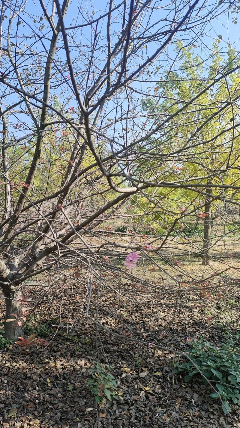 山东大叶垂丝海棠10-18公分原土发货基地直供现挖现发