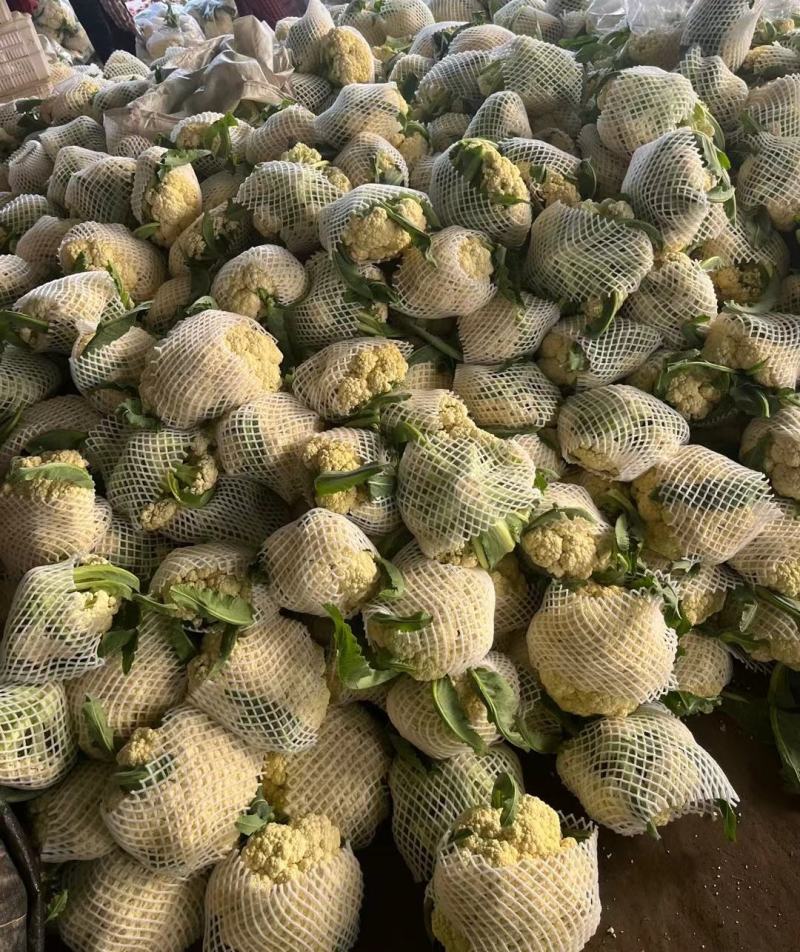 山东花菜有机花菜小米粒松花菜商超对接产地直发