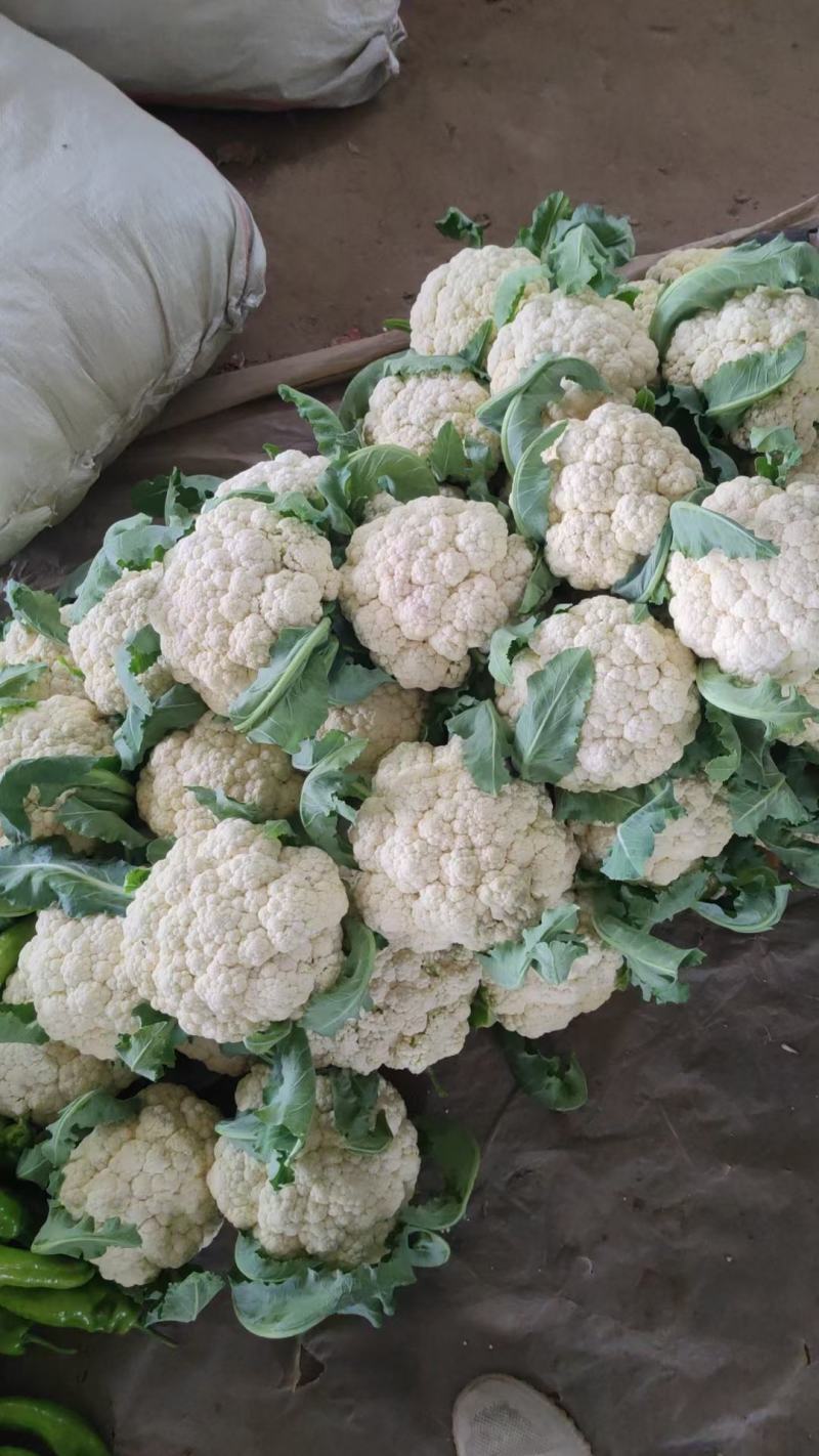 山东花菜有机花菜小米粒松花菜商超对接产地直发