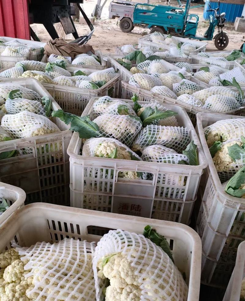 山东花菜有机花菜小米粒松花菜商超对接产地直发
