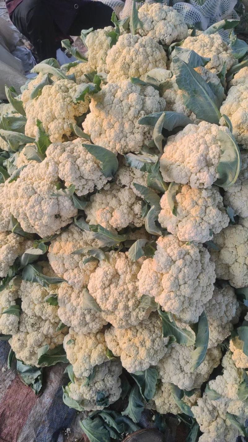 山东花菜有机花菜小米粒松花菜商超对接产地直发