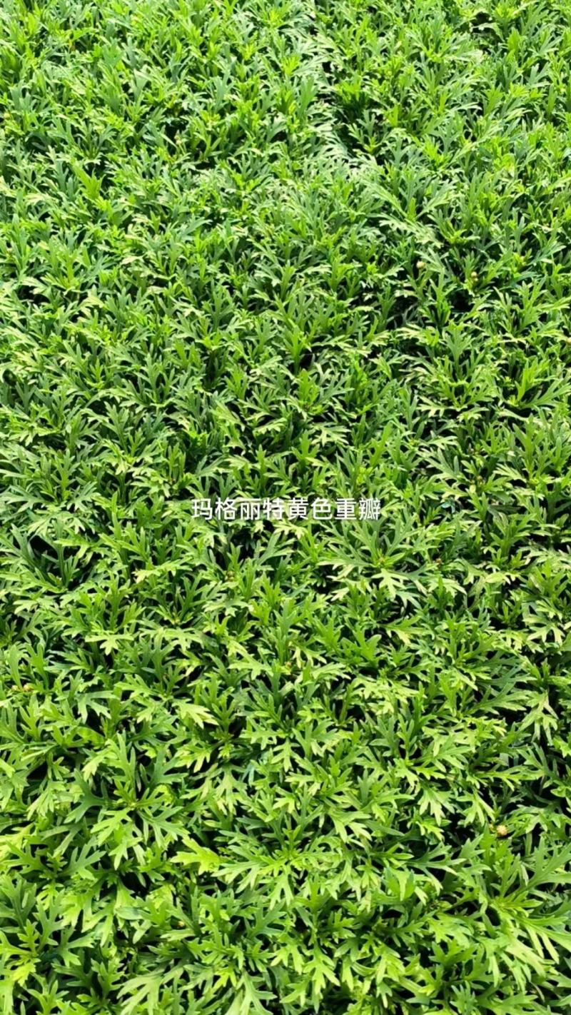 玛格利特花卉种苗基地直发一手货源批发品质保证价格美丽